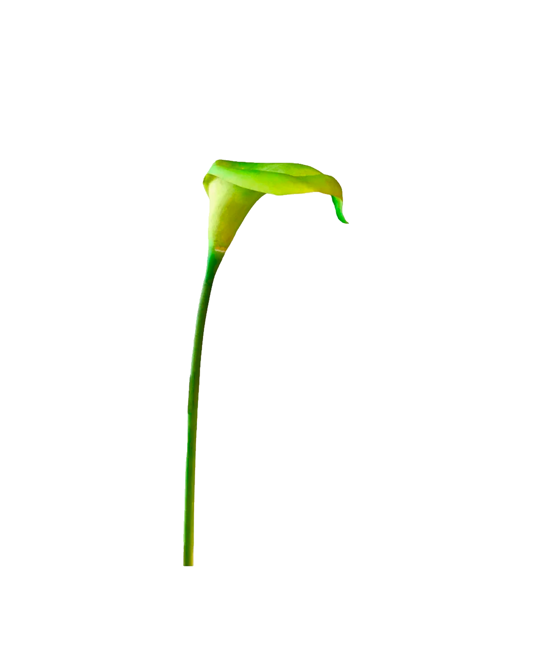 FLOR DE CARTUCHO