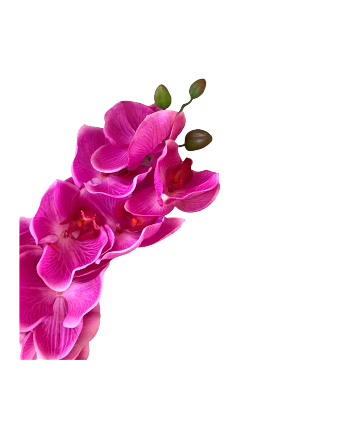 FLOR ORQUIDEA PHALENOPSIS FUSCIA