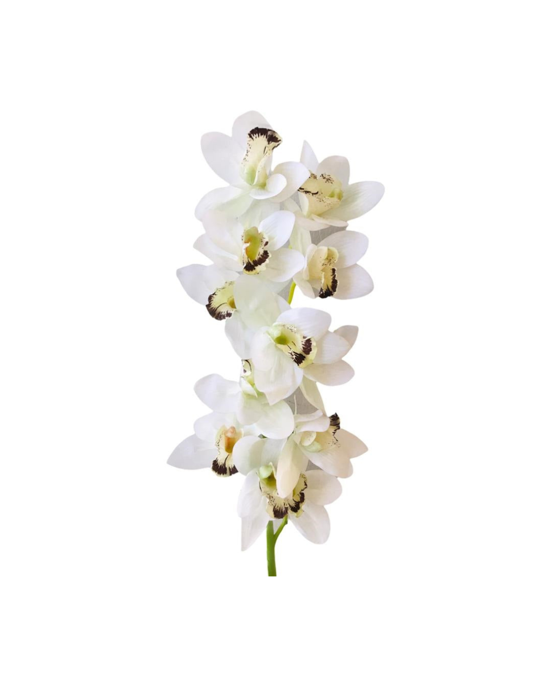 FLOR ORQUIDEA CYMBIDUM BLANCA