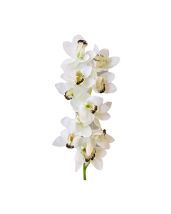 FLOR ORQUIDEA CYMBIDUM BLANCA