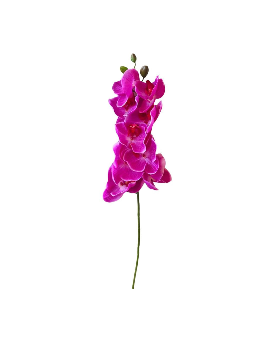 FLOR ORQUIDEA PHALENOPSIS FUSCIA