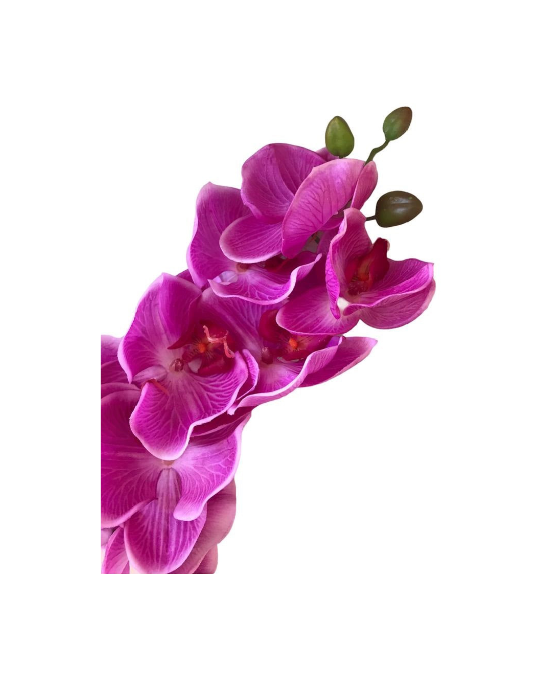 FLOR ORQUIDEA PHALENOPSIS FUSCIA