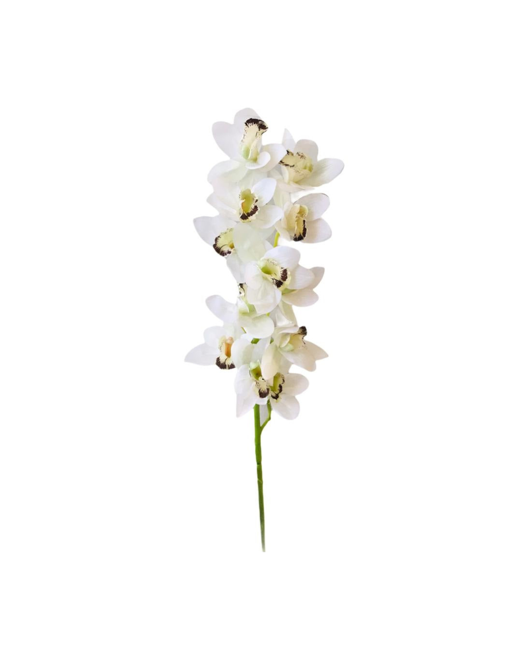 FLOR ORQUIDEA CYMBIDUM BLANCA