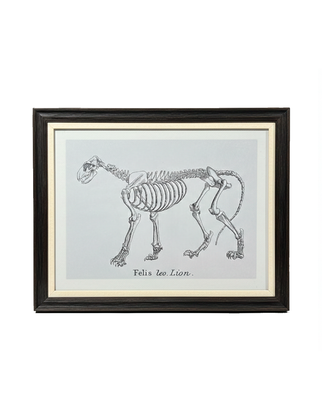 SKELETAL STUDY WALL ART / -40%