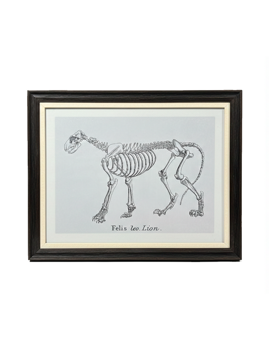 SKELETAL STUDY WALL ART / -40%