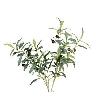 OLIVE LEAF BRANCH,GREEN