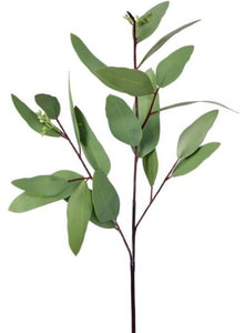 NAT TCH PU LONG LEAF EUCALYPTUS PICK 19"