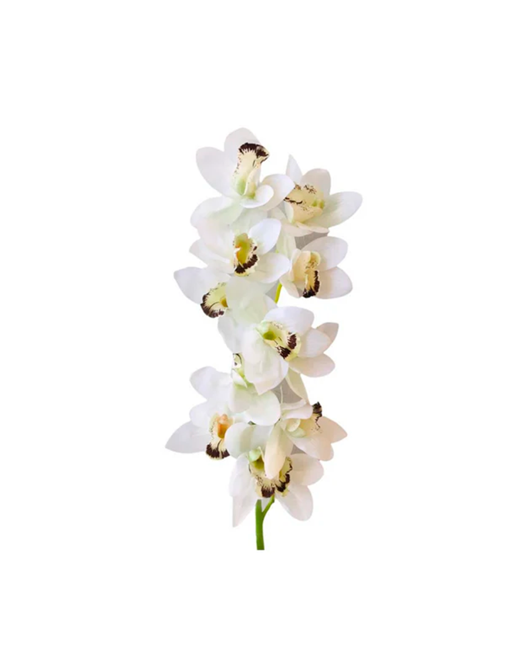 FLOR ORQUIDEA CYMBIDUM BLANCA