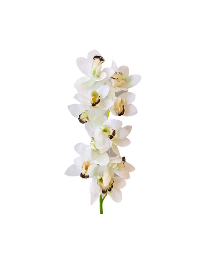 FLOR ORQUIDEA CYMBIDUM BLANCA