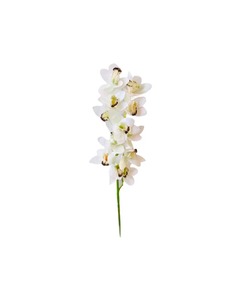 FLOR ORQUIDEA CYMBIDUM BLANCA