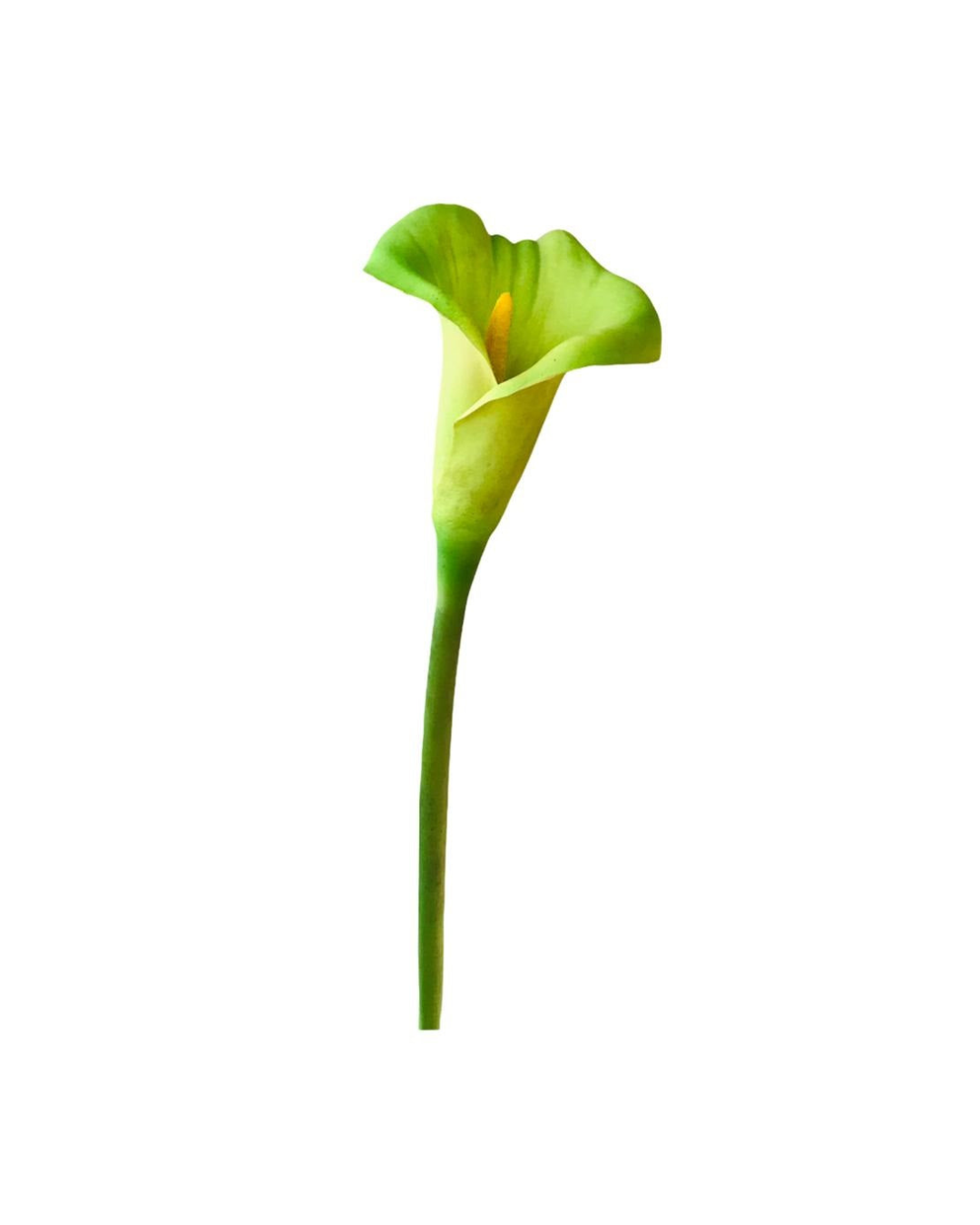 FLOR DE CARTUCHO