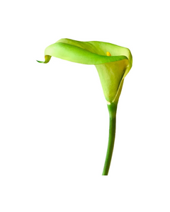 FLOR DE CARTUCHO