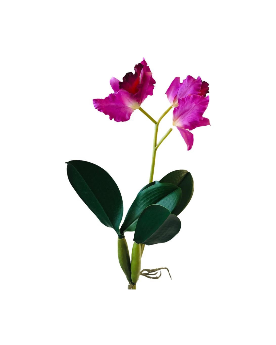 FLOR ORQUIDEA CON HOJA CATTEA