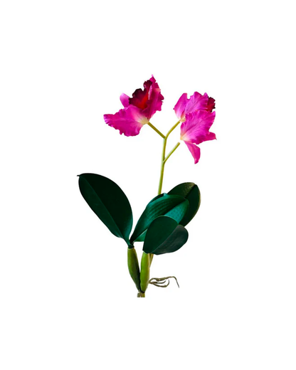 FLOR ORQUIDEA CON HOJA CATTEA