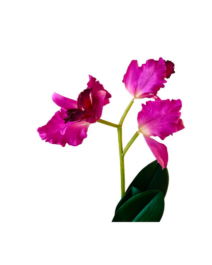 FLOR ORQUIDEA CON HOJA CATTEA