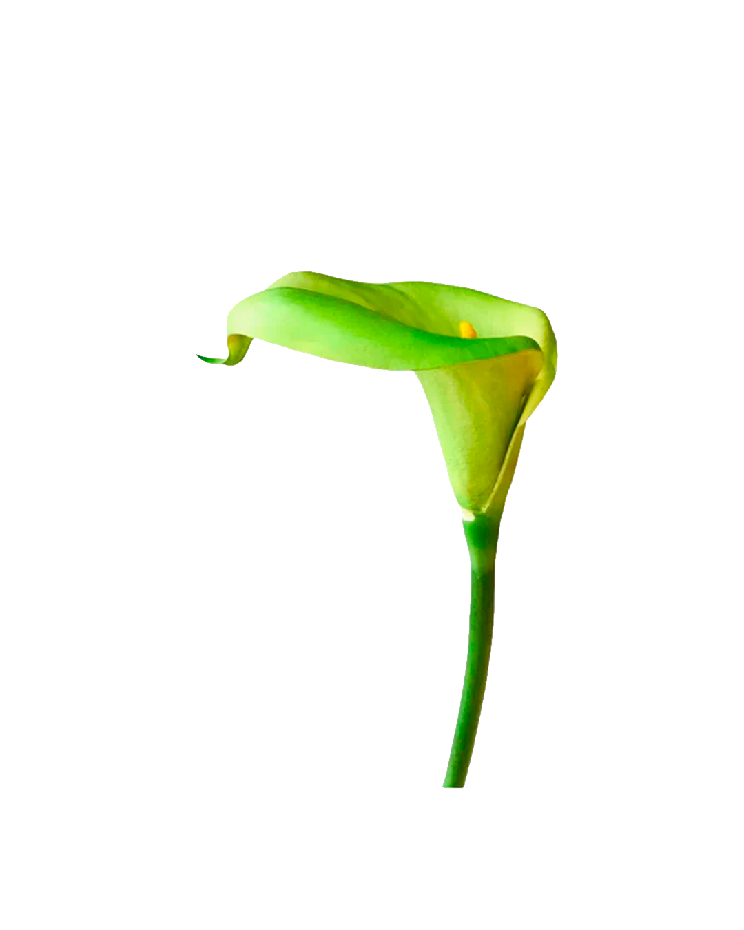 FLOR DE CARTUCHO