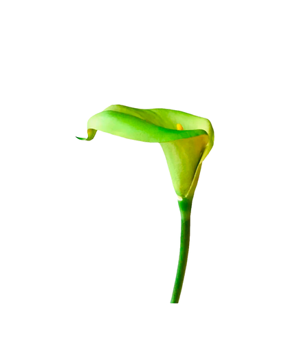 FLOR DE CARTUCHO