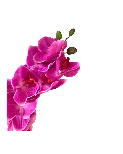 FLOR ORQUIDEA PHALENOPSIS FUSCIA