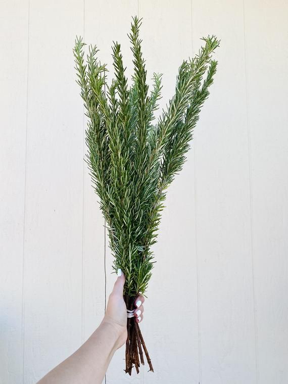 ROSEMARY